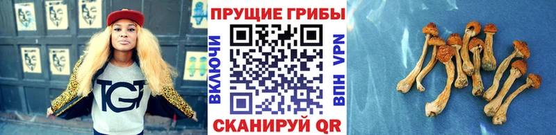 KRAKEN как зайти  Дубовка  Галлюциногенные грибы Psilocybe  что такое наркотик 